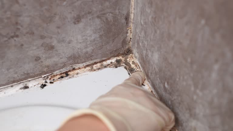 Best Basement Mold Removal  in Seadrift, TX